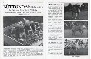 BULLMASTIFF BUTTONOAK KENNELS DOG BREED KENNEL ADVERT PRINT PAGE OUR DOGS 1954 - Picture 1 of 3