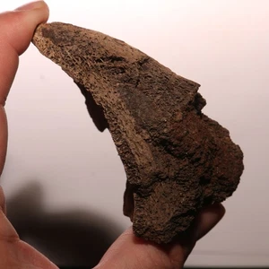 Edmontosaurus Triceratops Ungual Toe Claw Fossil Hell Creek Formation CRETACEOUS - Picture 1 of 10