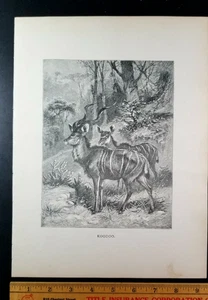 ANTÍLOPE AFRICANO KUDU KOODOO Auténtico Siglo XIX 1885 IMPRESIÓN LITOGRÁFICA Specht - Imagen 1 de 7