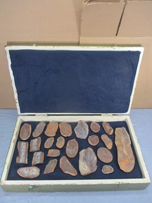 22  Vintage Fossil Specimen Collection Lot  EXQUSITE Fossilized Rocks in Case - Image 1 of 4