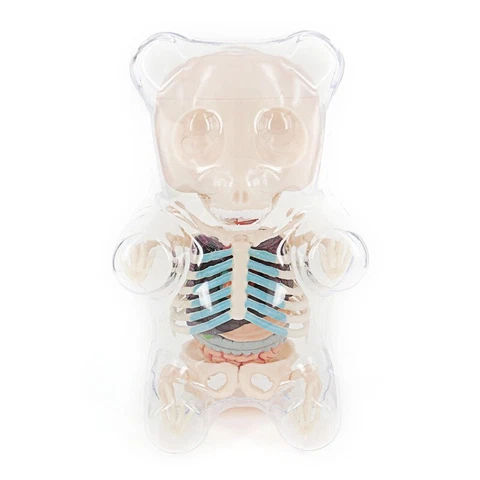 Mighty Jaxx 4D Master Jason Freeny Clear Gummi Bear Funny Anatomy Figures Models Cover
