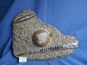 Fossilie Gonioclymenia Orthoceras  - Bild 1 von 6