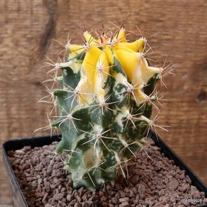 D5131 FEROCACTUS GRACILIS MACETA ABIGARRADA 12-H12-W8 cm MaMa Cactus - Imagen 1 de 4