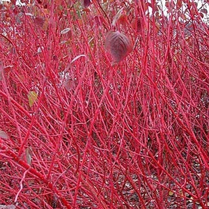 Semillas de arbusto Cornus alba sibirica de corteza de coral (madera de perro tártara siberica) - Imagen 1 de 9