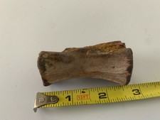 Allosaurus tail vertebra dinosaur bone fossil, Hanksville, UT, Jurassic 