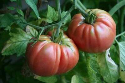 Tomato Seeds, Giant Belgium Tomato Seeds,"COOL BEANS N SPROUTS" Brand. Heirloom.