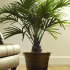 Dwarf Fan Palm Tropical House Plant 10 Fresh Rare Seeds Indoor Houseplant