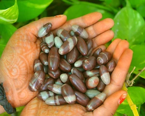 Lote de 51 Piezas Piedras Lingam Río Narmada Shiva 1" Puja Meditación Sanación Espiritual - Imagen 1 de 6