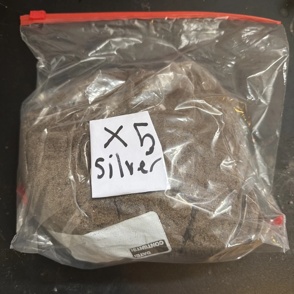 ¡5 monedas de plata pagan suciedad y posiblemente algunas pepitas de oro! Foto 1 de 1