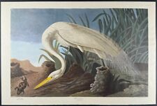 Audubon - héron blanc. 386 - 1971 Birds of America, Amsterdam