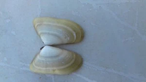 SEASHELL JEWEL BOXES OF family Chamidae Donax trunculus found in Cyprus - Picture 1 of 3