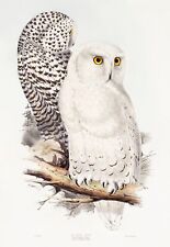 Snowy Owl, John Gould, Edward Lear Wall Art Print Picture Poster A3 A4 A5