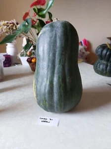 Calabaza Lunga di Napoli - calabaza - reliquia italiana - 5+ semillas - semillas - C 091 - Imagen 1 de 1