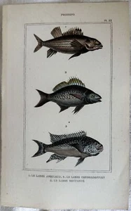 Labro Fish Napoleón Xilógrafo Ittiologia Peces 1850 Buffon Aguafuerte - Picture 1 of 1