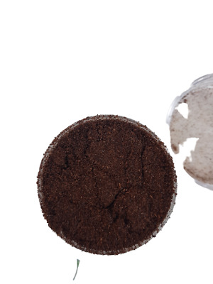 Ground   Vanilla Bean Pods  Powder 10g Sri Lanka • 5.22€