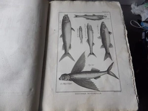 PANCKOUCKE ICHTCHYOLOGIE POISSONS GRAVURE ORIGINALE DE 1788 22 X 31 Cms - Foto 1 di 1