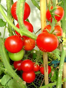 SIBERIA TOMATE KÄLTETOLERANTE ALTE RUSSISCHE SORTE BUSCHTOMATE 10 TOMATENSAMEN - Bild 1 von 1
