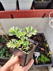 ⚕ 2x Echter Wermut (Artemisia absinthium) Jungpflanzen im 8x8x7cm Topf ⚕