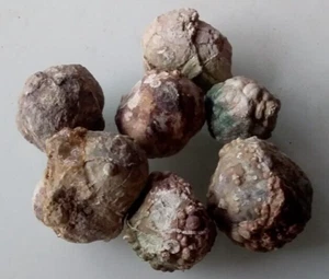 unopened THUNDER EGG Bundaberg Region, millions of years lucky dip - Picture 1 of 9