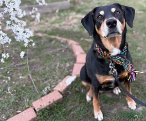 Dog Scarf Handmade Knit Colorful Dog Wrap Hand-Knit Made To Order - Picture 1 of 9