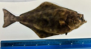 Realistico HALIBUT SCATOLA AUTO 7,5"" computer portatile ADESIVO FESTA DEL PAPÀ grande decalcomania pesca - Foto 1 di 1