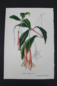 Antique Botanical, Van Houtte, c.1850, Single page, Fuchsia Venusta - Picture 1 of 1