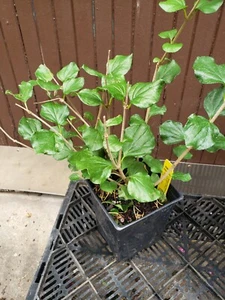 SYRINGA MEYERI 'PEARL POTION' - KOREAN LILAC - FRAGRANT LIVE SHRUB - DWARF - Picture 1 of 5