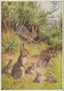 RABBITS, MARGARET TARRANT - Animal Large Postcard Medici - Picture 1 of 2