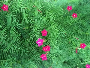 100 + Seeds Red Flowering Hummingbird Cypress Vine * USA Grown Ipomoea quamoclit - Picture 1 of 4