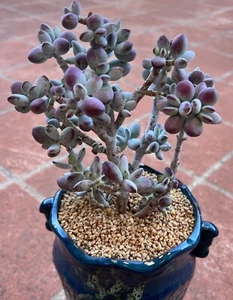 COTYLEDON ORBICULATA CV ROUND LEAF FROM - 3 PCS CUTTINGS SUCCULENT - Picture 1 of 6