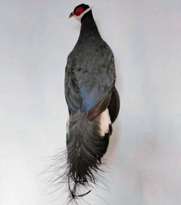 The Blue Eared Pheasant (Crossoptilon Auritum) Taxidermy Wall Mount - Picture 1 of 9