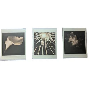 Southern Living at Home Melissa Springer Black & White Flower Prints  - Picture 1 of 9