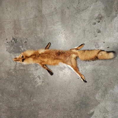 Zorro rojo curtido Pennsylvania imperfecto/piel gruesa Foto 1 de 4