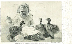RPPC-Quartett von Babys in Cawston's Pasadena, CA Straußenfarm - Bild 1 von 2