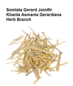 Somlata Gerard Jointfir Khanta Asmania Branch Stem Whole 500g(17.63oZ)' - Picture 1 of 1