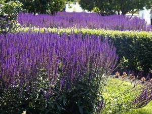 Live May Night Meadow SAGE Plant / SALVIA x Sylvestris - [3.5" Pot] - Perennial - Picture 1 of 7