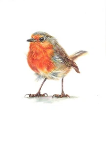 ORIGINAL Watercolour Painting Robin Bird. 6” × 8” by Mila Ansell - Picture 1 of 4