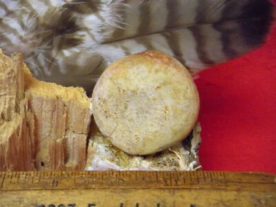 ARKANSAS CUPPED DISCOIDAL - COLECCIÓN CLAY COUNTY - CLAY CO. BLACK RIVER ENCONTRADO Foto 1 de 4