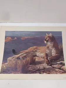 Remington Wildlife Art Collection Print Cat Mountain Lion Single Print Nature - Picture 1 of 7