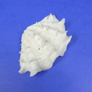 Tridacna Squamosa Mezza Conchiglia Conchiglia 4,5" Esemplare Naturale - Foto 1 di 9