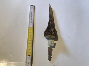 Geweih Garderobe Kleider Wand Hut Haken Hirsch Reh Gehörn Jagd Deko Geschenk 20 - Bild 1 von 7