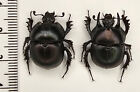 Scarabaeidae, Chelotrupes hiostius, paire A1-/A1, très rare, endémique Sardaigne, It.