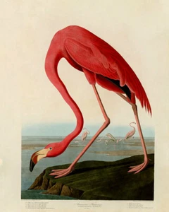 John Audubon Print - American Flamingo - Picture 1 of 1
