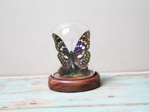 Japanese emperor butterfly in a dome - Bild 1 von 3