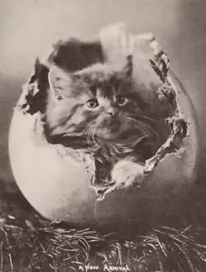 1907 UDB Cat Postcard Kitten in Egg M T Sheahan A New Arrival Copyright 1901 - Picture 1 of 5