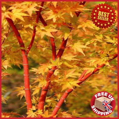 Large 4 feet tall Acer palmatum Sango Kaku Coral Bark Maple tree in 5L pot - Image 1 of 4
