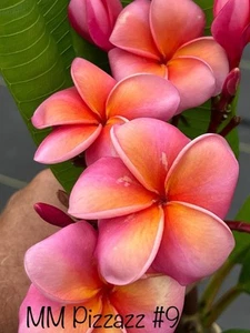 MM Pizzazz Plumeria cutting - Prepared For Rooting - 12”+ - Picture 1 of 10