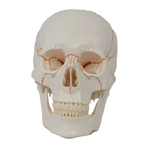 Demountable Skull Model for Students Accessory Realistic with Cranial - Picture 1 of 6