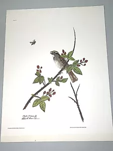 Vintage Firmato Artista Charles T Crume Jr. 1969 Natura Bird Litografia 22x17 - Foto 1 di 5