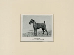 IRISH TERRIER ORIGINAL VINTAGE 1950'S NAMED DOG PRINT MOUNTED READY TO FRAME - Picture 1 of 1